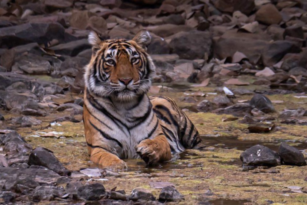 Tripsthan-ranthambhore-trip